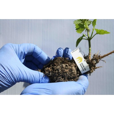 Hop rhizome - NEWPORT cultivar